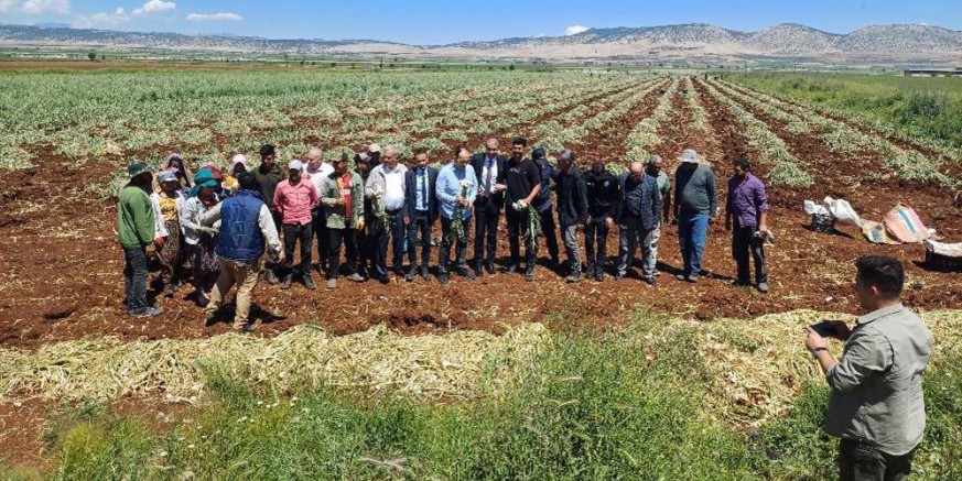 14 Mayıs Dünya Çiftçiler Günü sarımsak tarlasında kutlandı