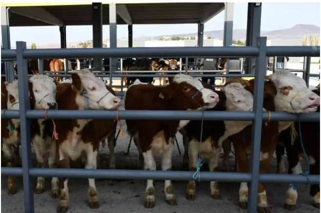 81 ile acil kodlu yazı: Tüm hayvan pazarları ikinci bir emre kadar kapatıldı