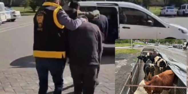 Aksaray’da Çalınan Büyükbaş Hayvanlar Gaziantep’te Bulundu