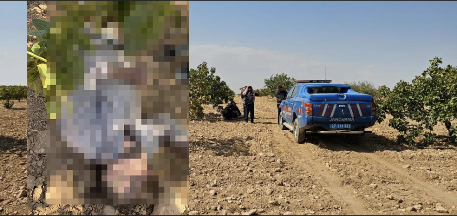 Antep fıstığı hasadı yaparken fenalaşan işçi hayatını kaybetti