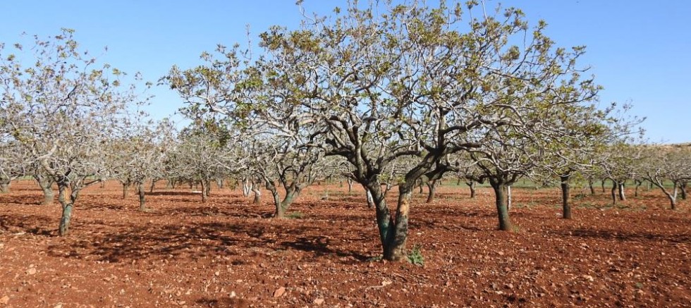 Antep fıstığında zirai don tehlikesinin geçmesi rahat nefes aldırdı