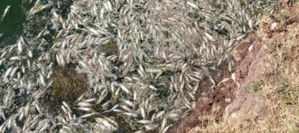 Araban Karasu Çayı'ndaki balık ölümleriyle ilgili inceleme başlatıldı