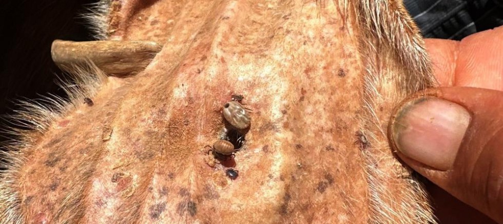 Arabanlı Veteriner Hekim'den kene uyarısı