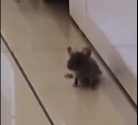 Baklavacıdaki fare görüntüsü mide bulandırdı