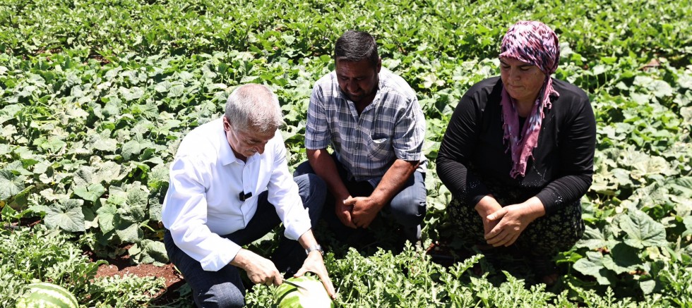 BAŞKAN TAHMAZOĞLU ÇİFTÇİLERLE TARLADA PATLICAN, BİBER TOPLADI