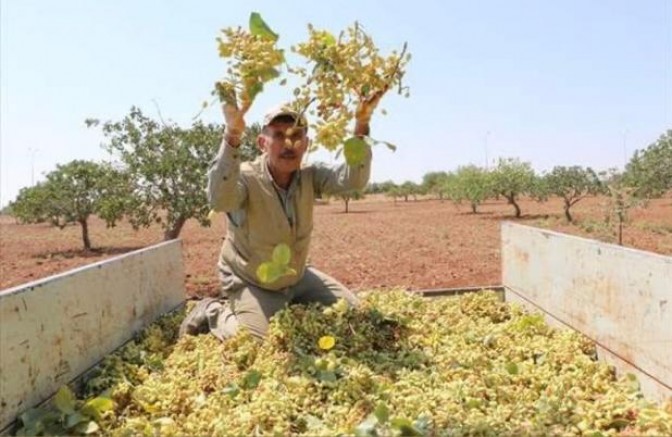 Boz Antep Fıstığında Hasat Sezonu Bazı Bölgelerde Başladı