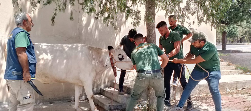 BÜYÜKŞEHİR BELEDİYESİ KURBAN BAYRAMI MESAİSİNİ YOĞUN ŞEKİLDE TAMAMLADI