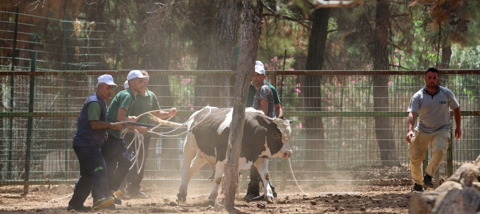 BÜYÜKŞEHİR BELEDİYESİ KURBAN YAKALAMA TİMİ BAYRAMA HAZIR