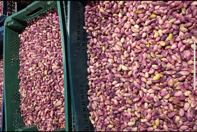 Fıstık Kokulu Kentten Günaydın!