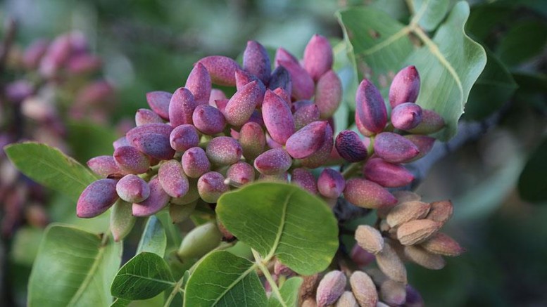 FISTIK TARIMINDA ÇÜRÜME: TOPRAĞA YATIRIM YERİNE DEPO KURULAN ŞEHİR
