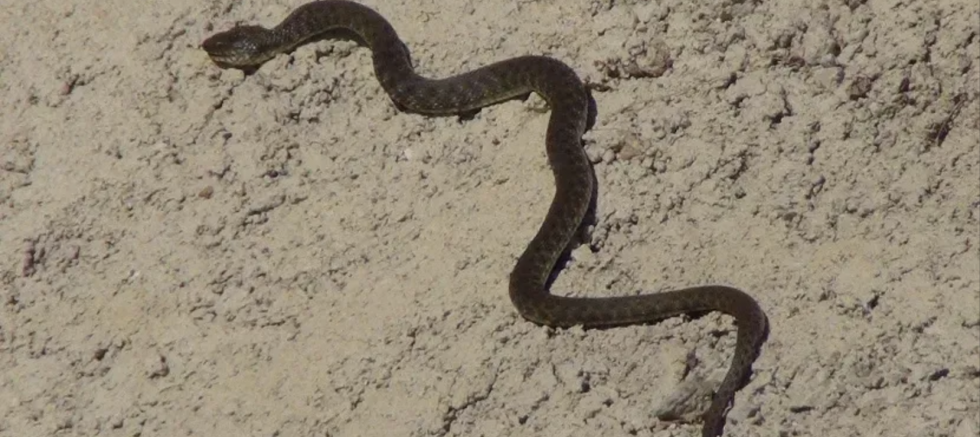 Gaziantep’in O Mahallerinde Yılan Paniği