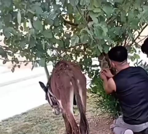 Gaziantep OSB’de Şaşırtan Görüntü: Sanayi Bölgesinde Başıboş Eşek Bulundu