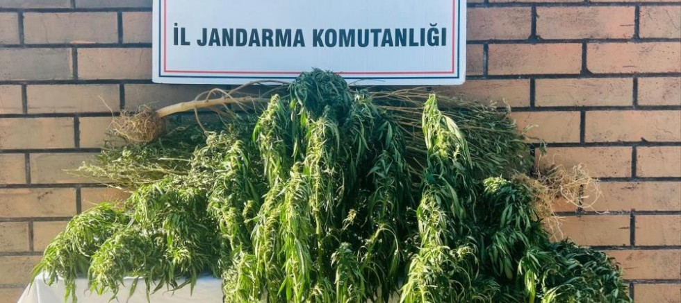 Gaziantep'te 145 kök kenevir ele geçirildi