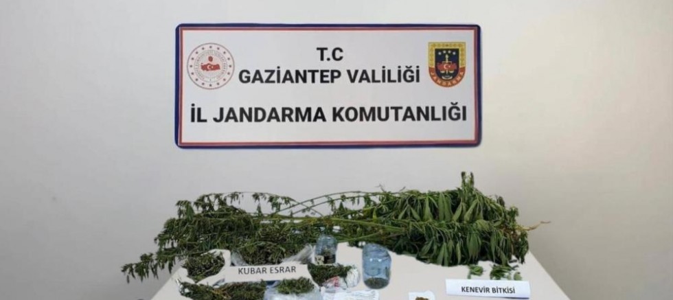 Gaziantep'te 428 kök kenevir ele geçirildi: 5 şahıs tutuklandı