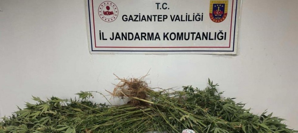 Gaziantep'te 5 kilo esrar ile 178 kök kenevir ele geçirildi: 4 gözaltı