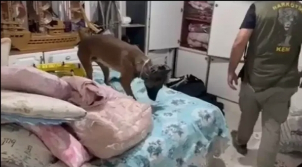 Gaziantep’te 7 Kilo 150 Gram Skunk Ele Geçirildi: 1 Tutuklama