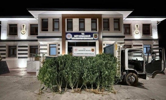Gaziantep'te 825 kök kenevir ele geçirildi: 2 şahıs tutuklandı