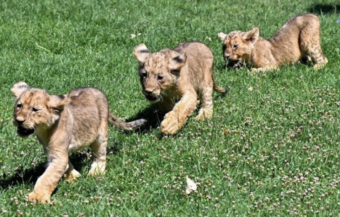 Gaziantep’te Aslan Sevinci: Yeni Doğan Yavrulara İsim Aranıyor