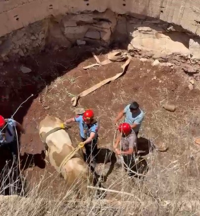 Gaziantep'te çukura düşen görme engelli dana kurtarıldı