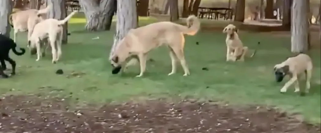 Gaziantep’te Dülükbaba’da Köpek Dehşeti: Yürüyüşe Giden Vatandaşlar Korku Dolu Anlar Yaşadı