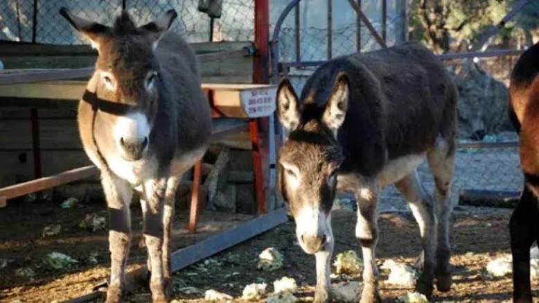 Gaziantep’te Kaybolan 15 Bin Eşek Hangi Mezbahaya Gitti ?