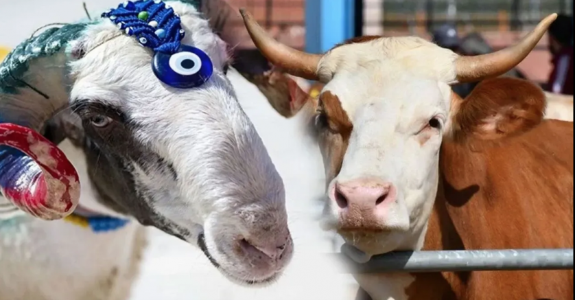 Gaziantep'te kurban fiyatları belli oldu