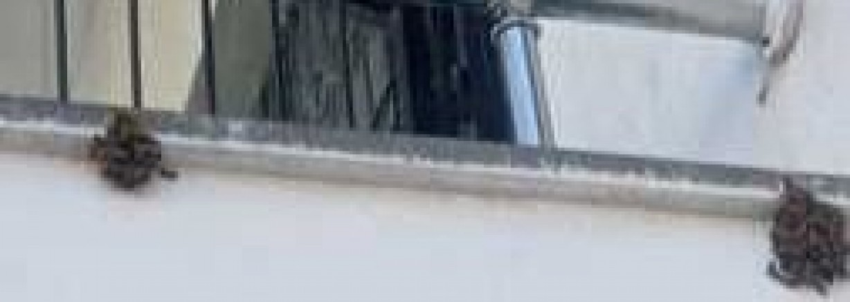 Gaziantep'te okulu arılar bastı!