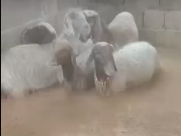 Gaziantep’te Sağanak Sele Döndü: Sevindi Köyü Alarmda