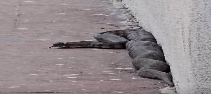 Gaziantep'te site bahçesinde yılan paniği