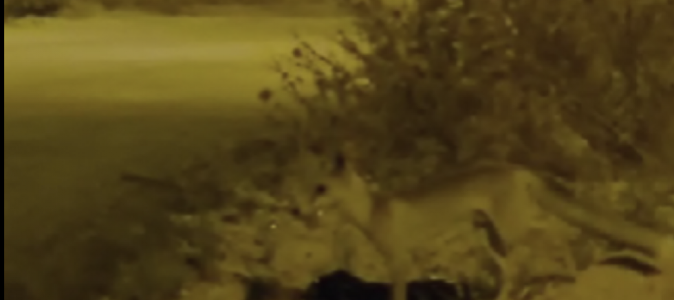 Gaziantep'te Tilkiler Şehre İndi! Neler Oluyor?