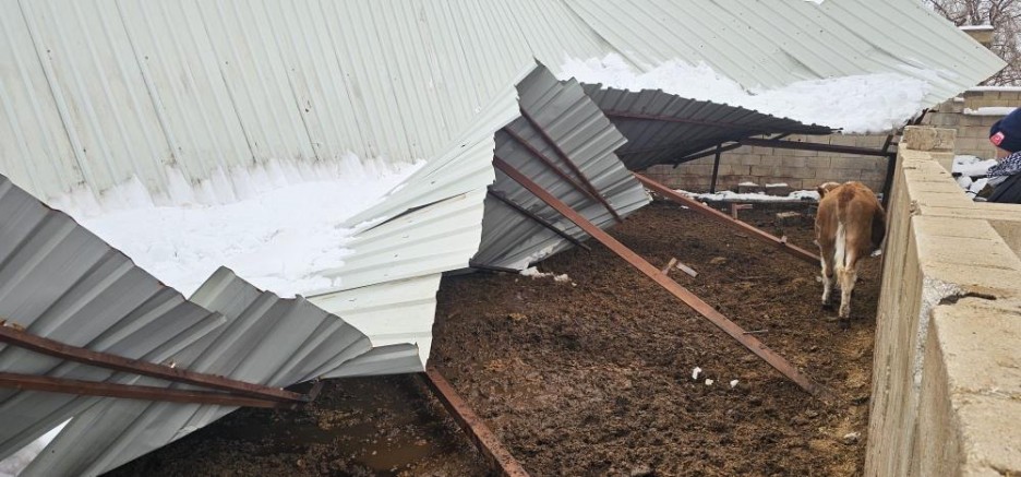 Gaziantep'te yoğun kar yağışı sonrası ahırın çatısı çöktü