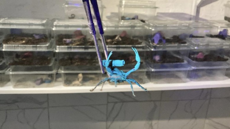 Kadın girişimci 3 bin adet mavi akrep yetiştiriyor