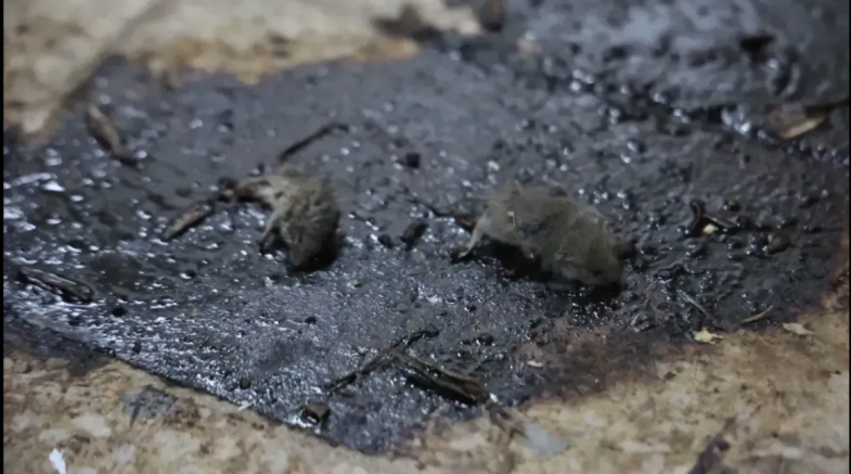 Kilis'te mikrop üretim merkezi! Cezası 2.953 TL