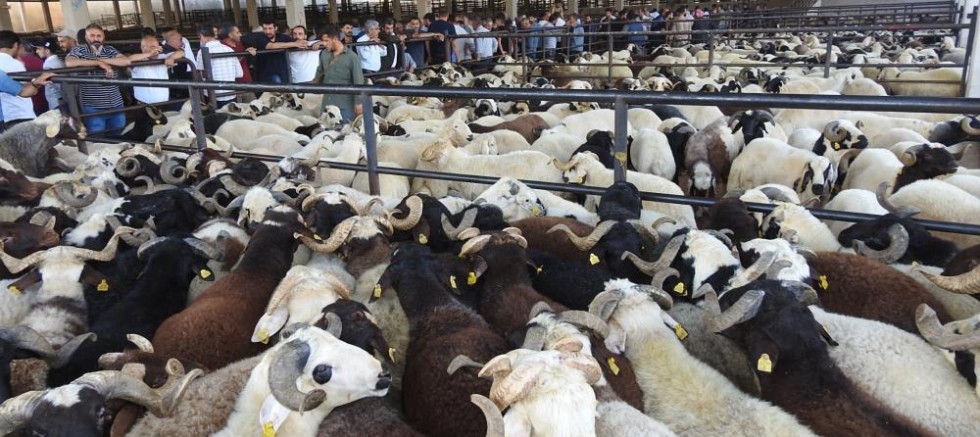 Kurban Bayramı öncesi hayvan pazarları hareketlendi