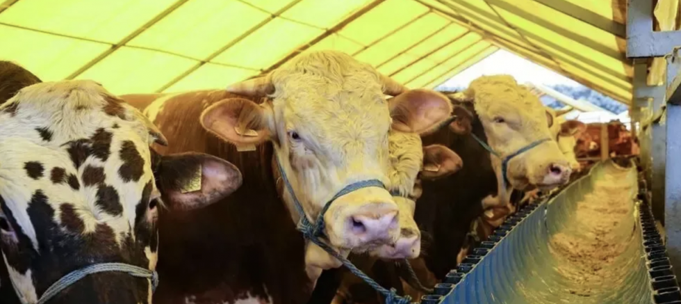 Kurbanlık fiyatları ne kadar oldu? İşte güncel fiyatlar