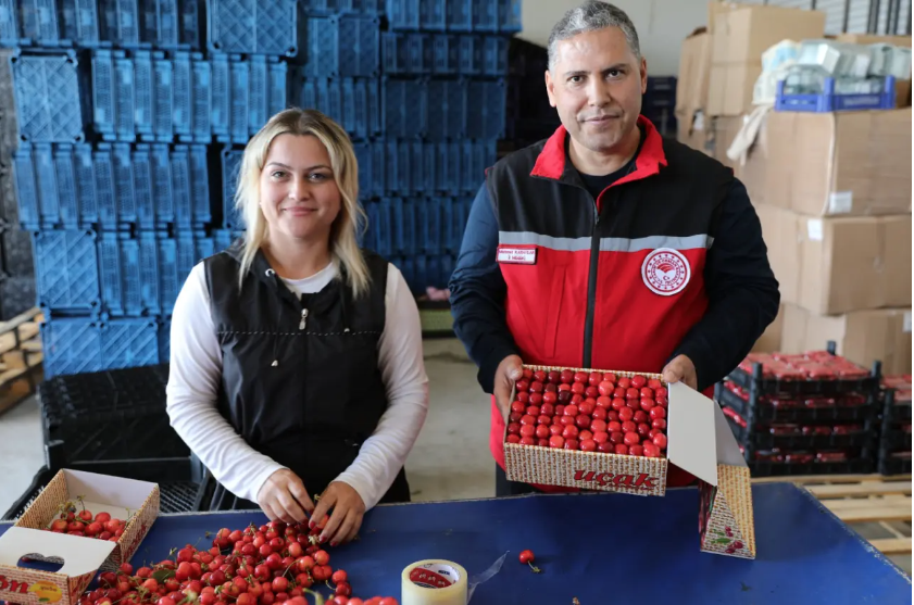 Kiraz üreticisinin bu yıl yüzü gülecek