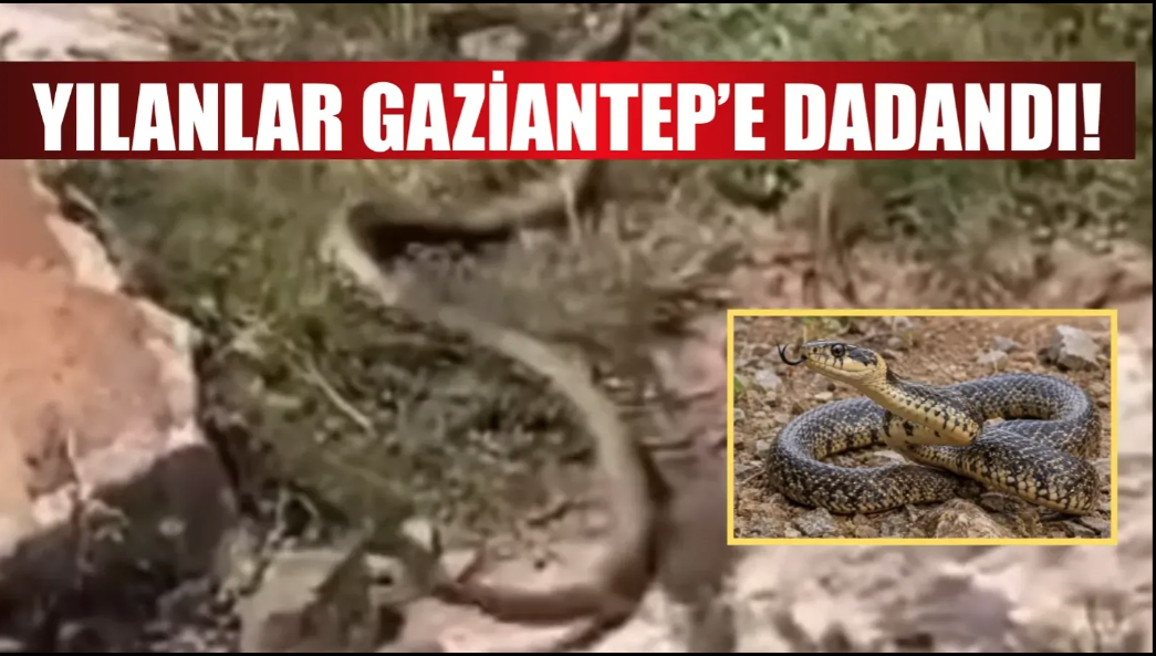 Gaziantep'te yılan alarmı!