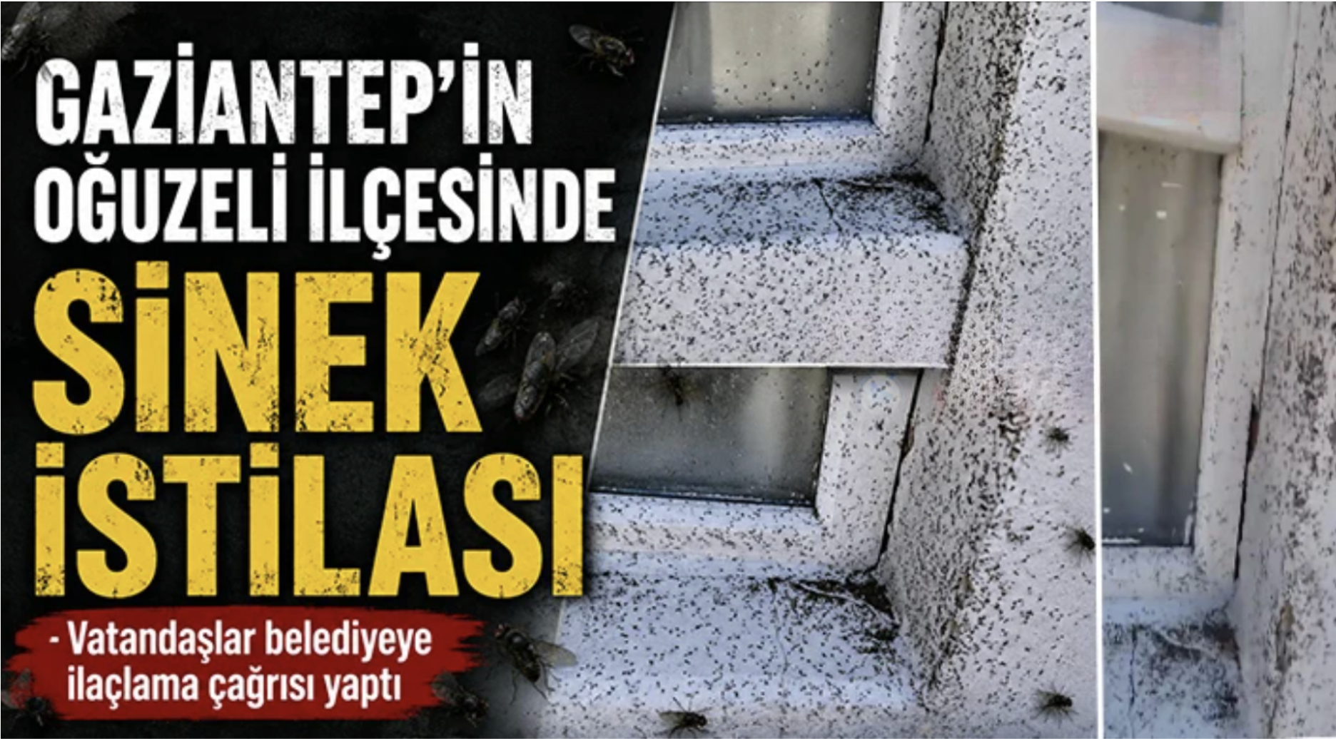 Gaziantep’in Oğuzeli ilçesinde sinek istilası