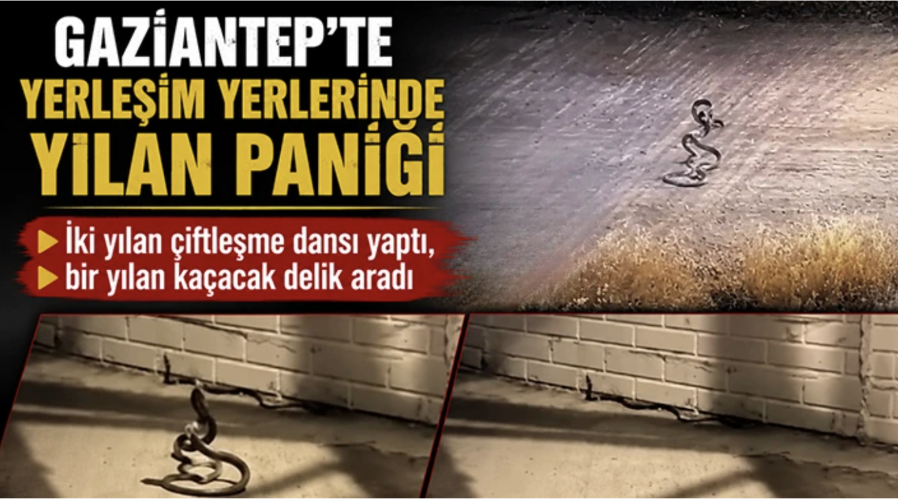 Gaziantep'te yerleşim yerlerinde yılan paniği