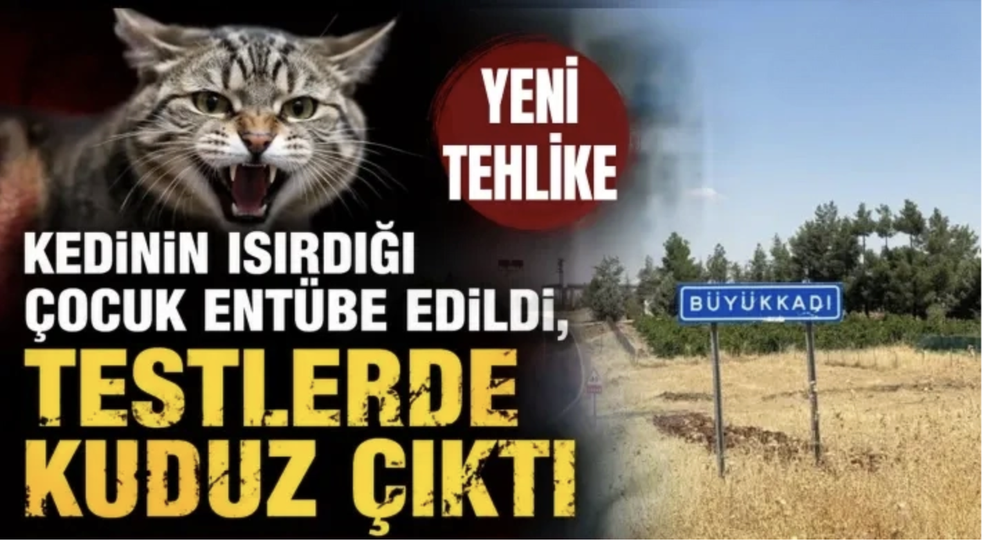 Kedinin ısırdığı çocuk entübe edildi, testlerde kuduz çıktı
