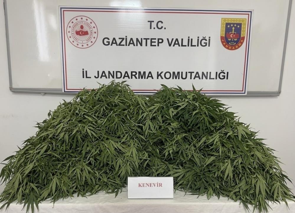 Gaziantep'te 116 kök kenevir ele geçirildi: 9 gözaltı