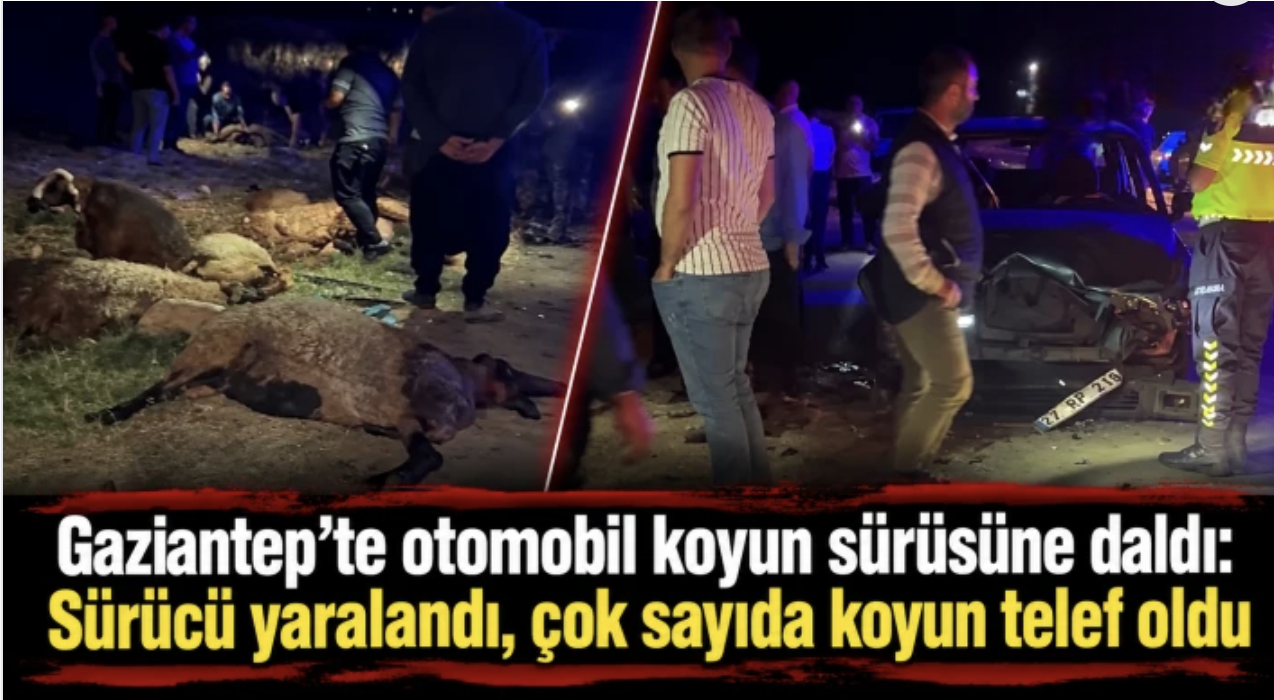 Gaziantep'te otomobil koyun sürüsüne daldı
