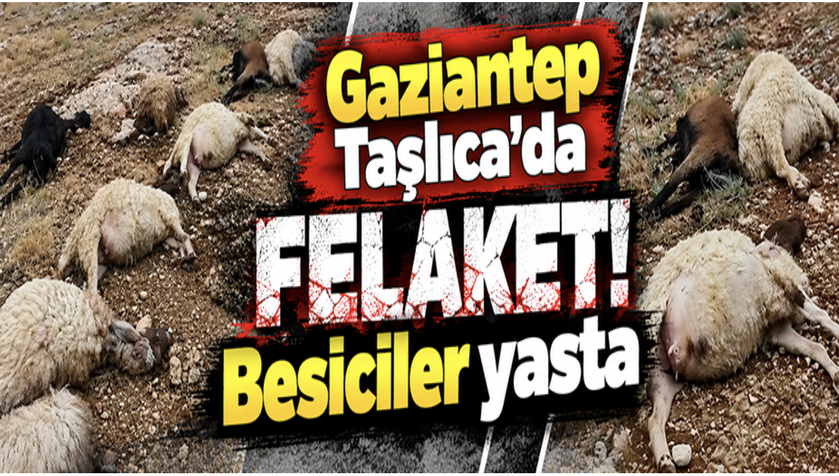 Gaziantep Taşlıca'da felaket! Besiciler yasta