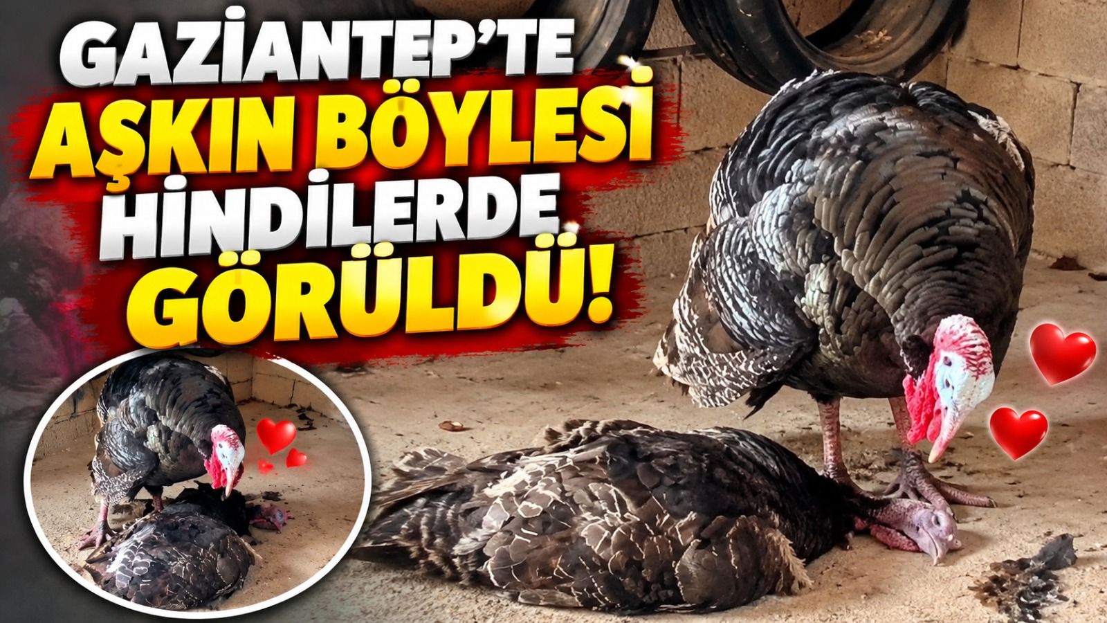 Gaziantep'te kanatlı aşk dramı
