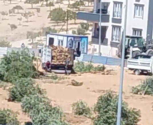 “Nizip’te Zeytin Ağaçları Katliamı!”