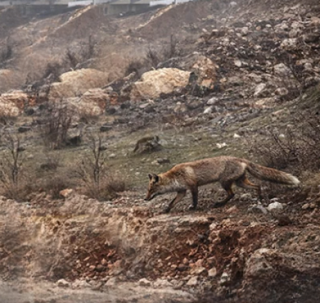 Şahinbey’de Şaşırtan Görüntü: Tilki Mahalle Arasında Dolaştı