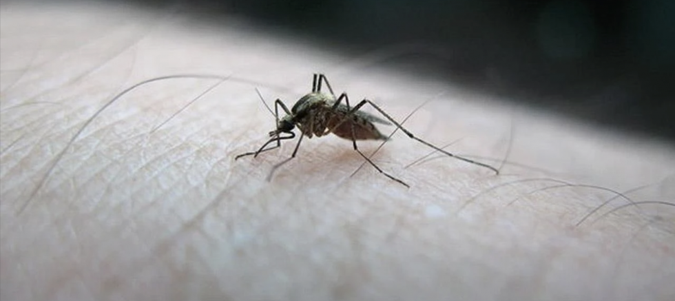 Sinek Değil, Üvez Kabusu: Gaziantep’te Evler Alarma Geçti