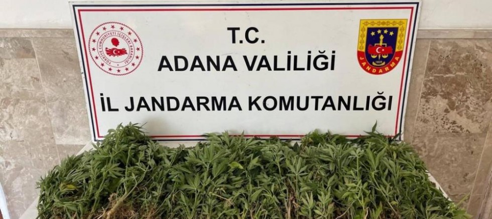 Tarladan uyuşturucu fışkırdı!